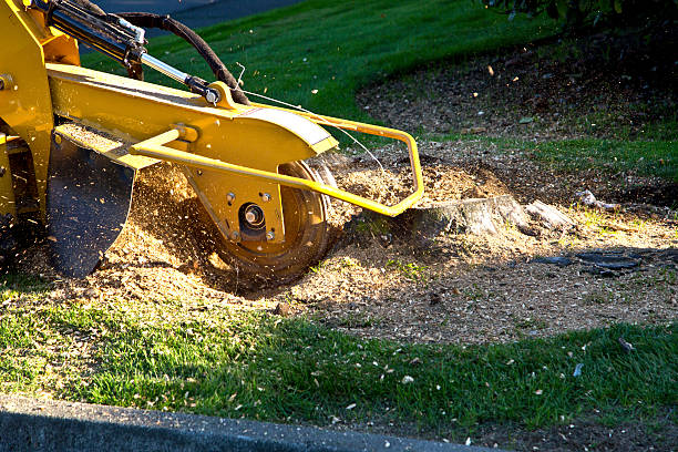 Best Tree Care Services  in Hazel Dell, WA